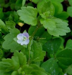  Flowering shoot